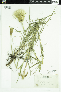 Tragopogon dubius image