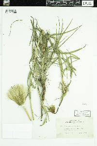 Tragopogon dubius image