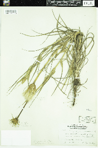 Tragopogon dubius image