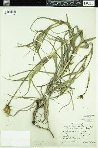 Tragopogon dubius image