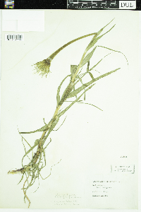 Tragopogon dubius image
