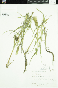Tragopogon dubius image