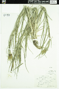 Tragopogon dubius image