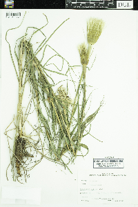 Tragopogon dubius image