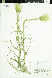 Tragopogon dubius image