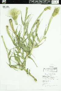 Tragopogon dubius image