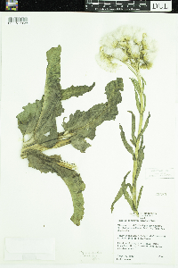 Tephroseris palustris image