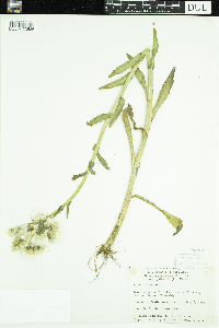 Tephroseris palustris image