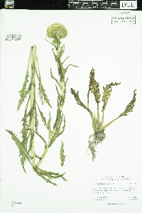 Tephroseris palustris image