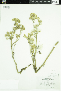 Tephroseris palustris image