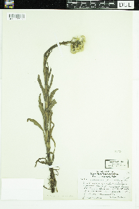 Tephroseris palustris image