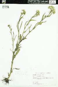 Tephroseris palustris image