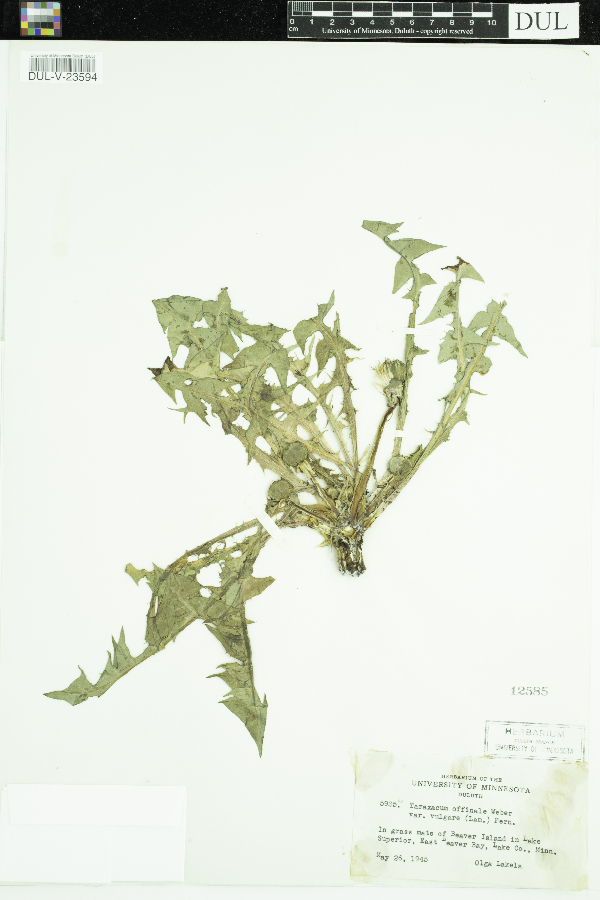 Taraxacum palustre image
