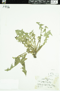 Image of Taraxacum palustre