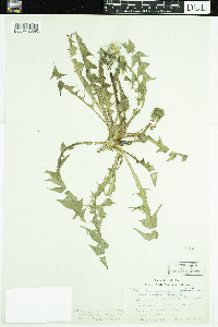 Taraxacum palustre image