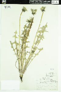 Taraxacum palustre image