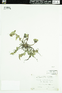 Taraxacum palustre image
