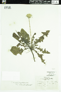 Taraxacum palustre image