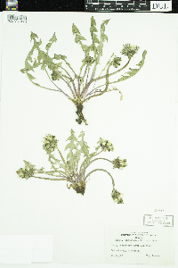 Taraxacum officinale image