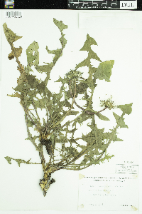 Taraxacum officinale image