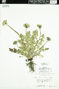 Taraxacum officinale image
