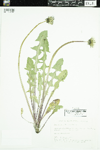 Taraxacum officinale image