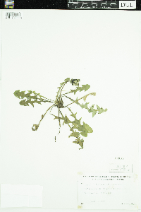 Taraxacum officinale image