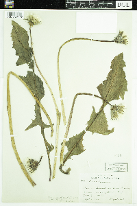 Taraxacum officinale image