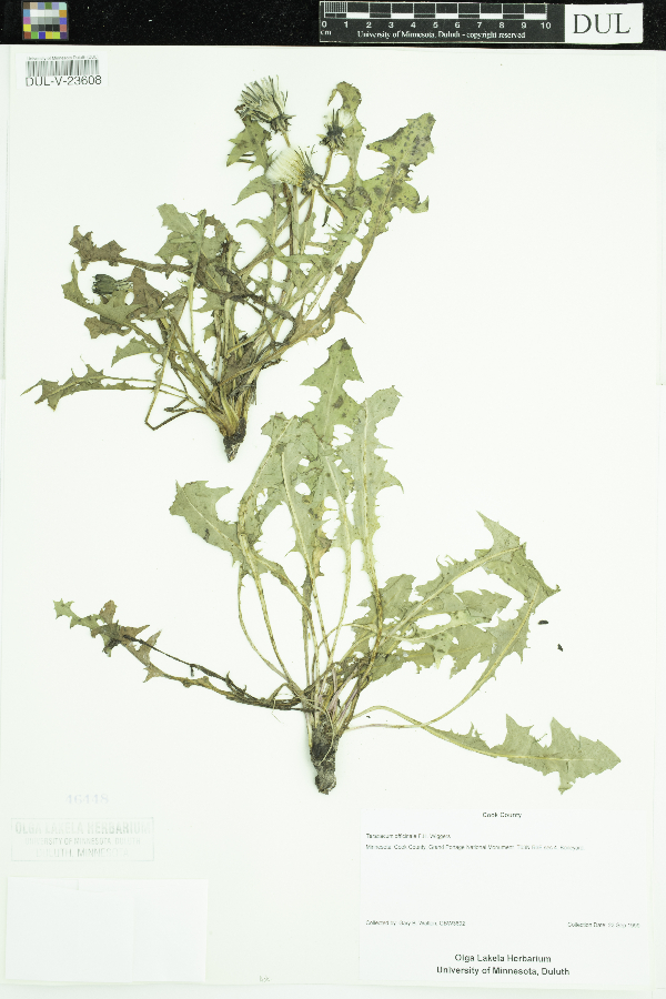 Taraxacum officinale image