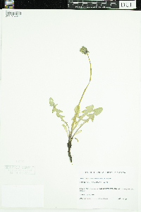 Taraxacum officinale image