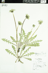 Taraxacum officinale image