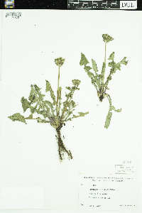 Taraxacum officinale image