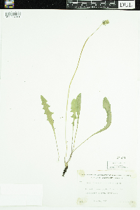 Taraxacum officinale image