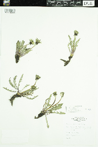 Taraxacum officinale image