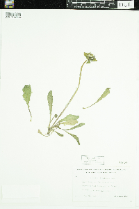 Taraxacum officinale image