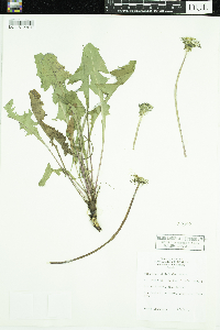 Taraxacum officinale image