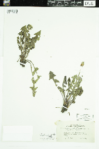 Taraxacum officinale image