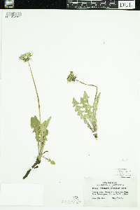 Taraxacum officinale image