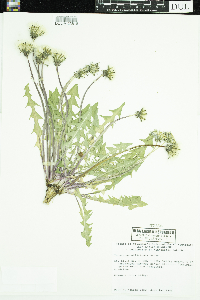 Taraxacum officinale image