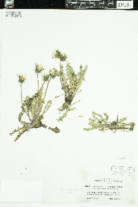 Taraxacum officinale image