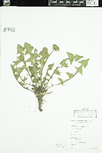 Taraxacum officinale image