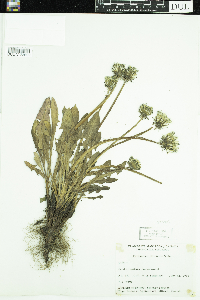 Taraxacum officinale image