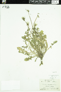 Taraxacum officinale image