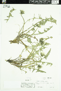 Taraxacum officinale image
