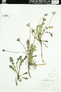 Taraxacum erythrospermum image