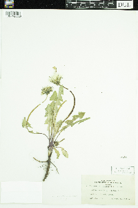 Taraxacum erythrospermum image