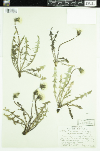 Taraxacum erythrospermum image