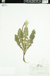 Taraxacum erythrospermum image