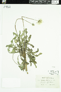 Taraxacum erythrospermum image
