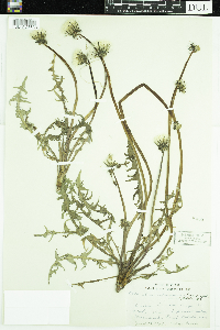 Taraxacum erythrospermum image